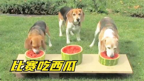 吃瓜娱乐狗,揭秘娱乐圈背后的那些事儿