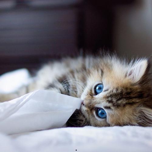 娱乐吃瓜酱小猫被薅起来,薅猫事件背后的真相